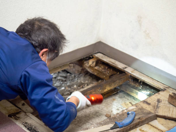 Mold Removal and Inspection in Bell Acres, PA