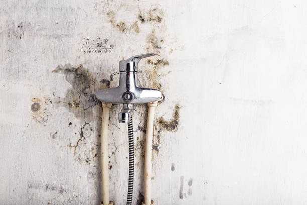 Mold Removal Process in Bell Acres, PA