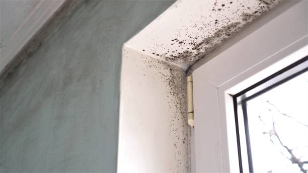 Best Mold Cleaning Services  in Bell Acres, PA