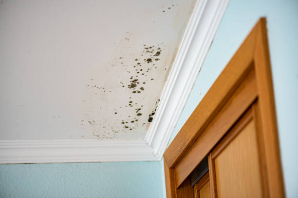 Best Fast Mold Removal  in Bell Acres, PA