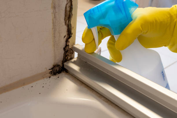 Best Certified Mold Removal  in Bell Acres, PA