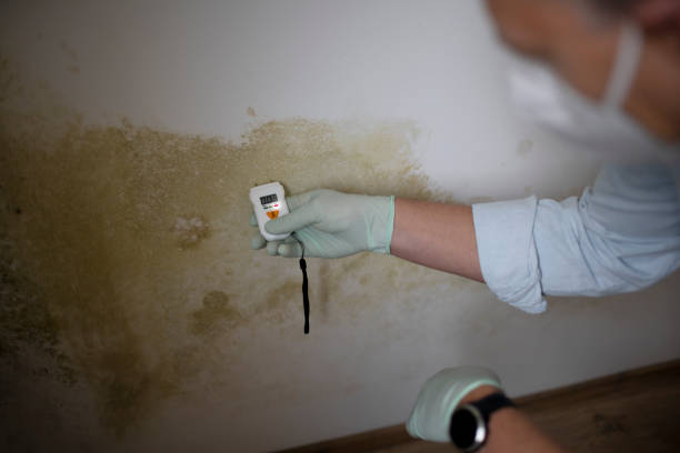 Best Attic Mold Removal  in Bell Acres, PA