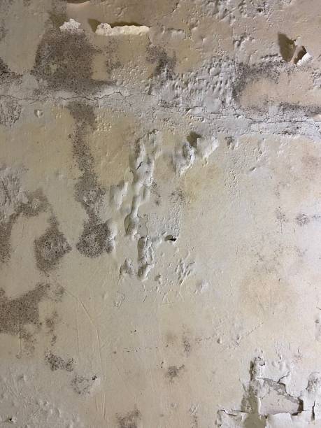 Best Mold Remediation  in Bell Acres, PA