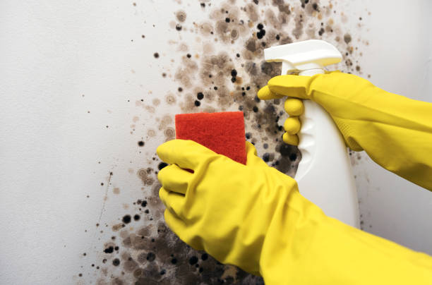 Mold Testing and Removal in Bell Acres, PA