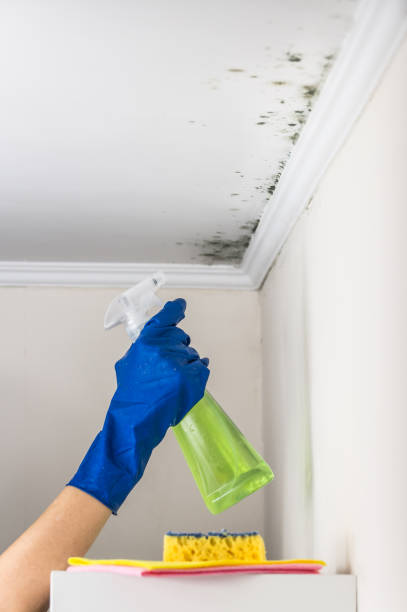 Best Professional Mold Removal  in Bell Acres, PA